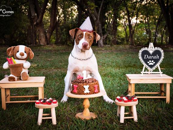 Ensaio Pet de 1° Ano da Darah com sua companheira Akira