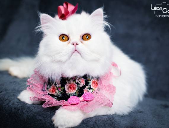 Ensaio Pet de Luna e George