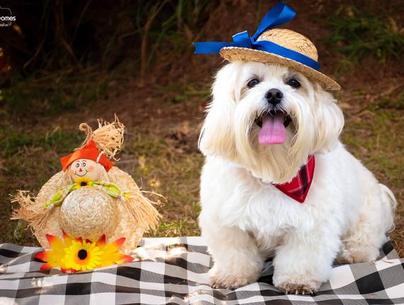 Ensaio Pet de Renato