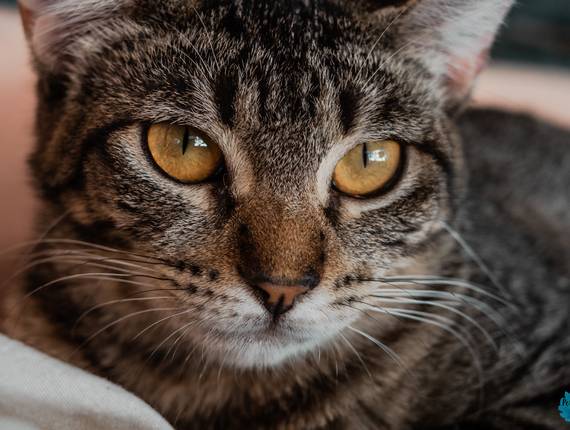 Animais de ANIMAIS