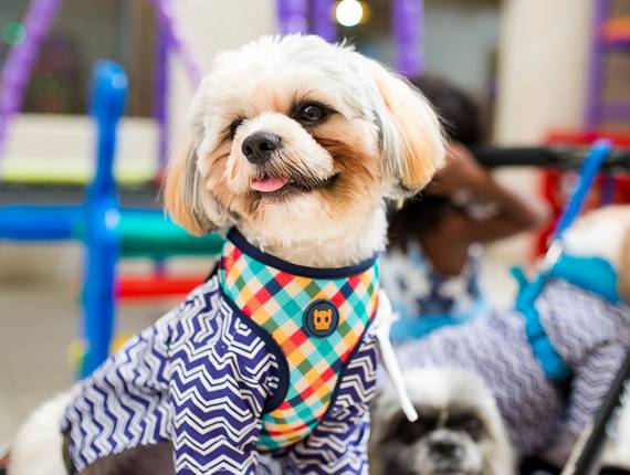 Festa Infantil de Thor, Nina e Bob