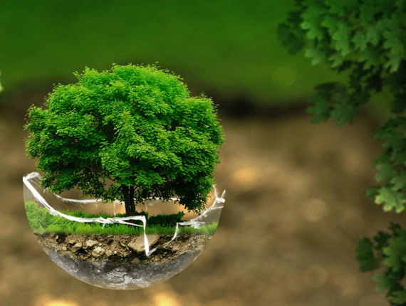 Serviços de Laudo Ambiental