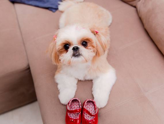 GESTANTE de A Rebeca Vem Aí...