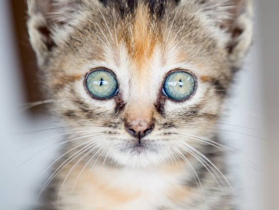 Ensaio Pets de DOAÇÃO - 17 GATINHOS