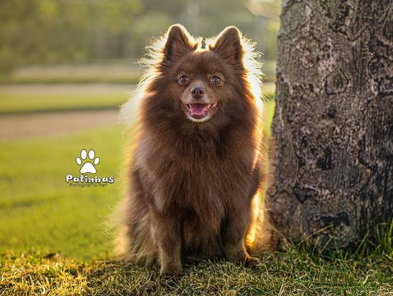 Externo de Ensaio Spitz Cacau