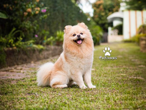 Externo de Spitz - Tunico e Lulu da Pomerania - Pandora 