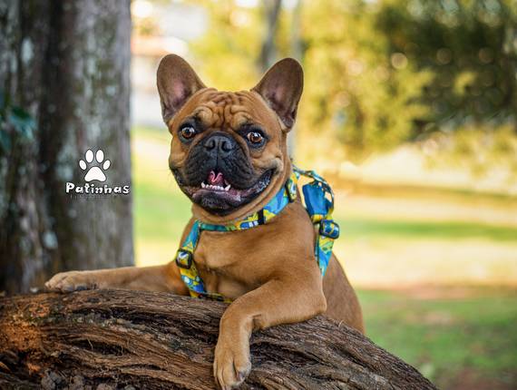 Externo de Bulldog Frances - Bryan Croquete