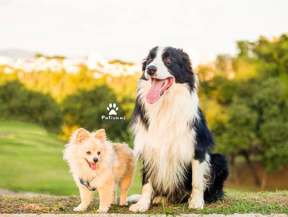 Externo de Border Collie - Platão / Lulu da Pomerania - Socrates