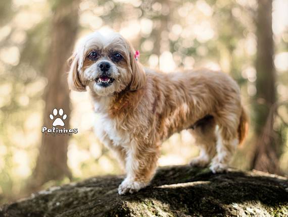 Externo de Shitzu - Morena