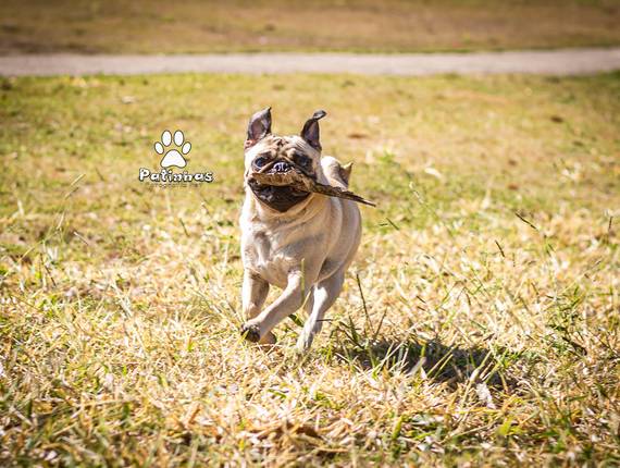 Externo de Pug - George Bacon