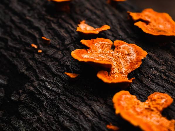 natureza de Série Mata