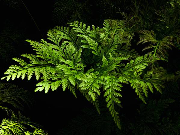 natureza de Série Folhas