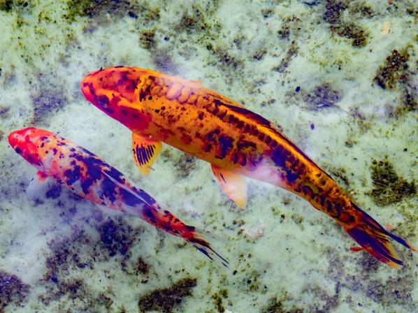 Natureza de Koi 