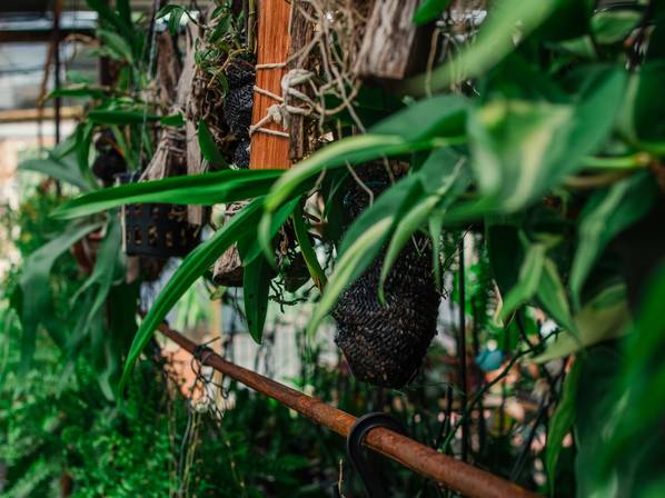 FLoricultura de Amor em Vaso