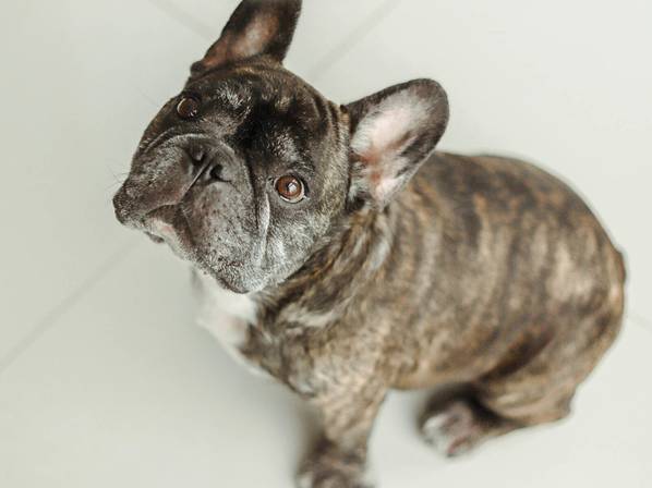 Ensaio com Pet de Floco e Bruce