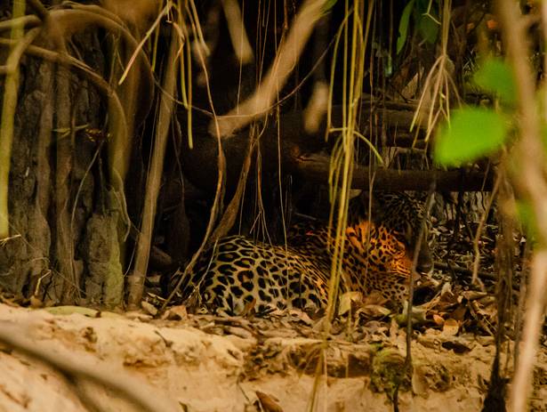 Eventos de Expedição Pantanal 2020