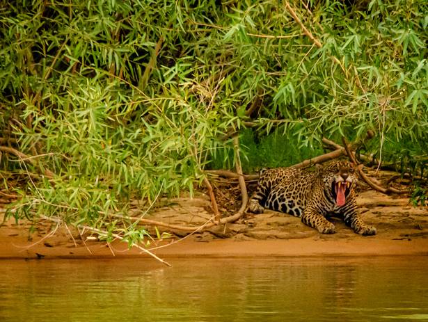 Paissagem de Expedição Pantanal 2020