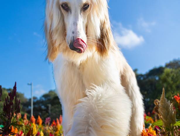 Externas de Ensaio Jade 