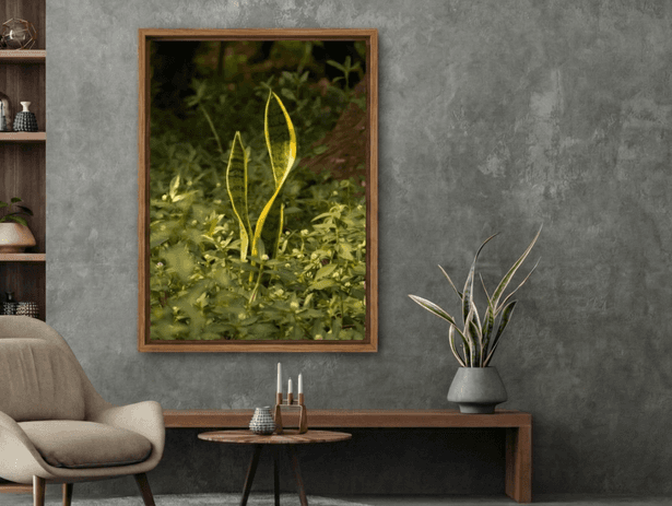 Natureza de Iroko