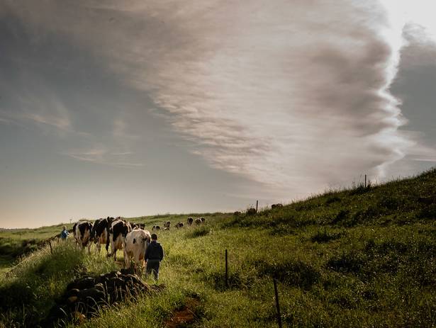 Ensaio Família de Mathias e o Dindo Claudiomiro na lida com as vacas