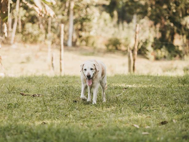 Retratos de Estimação de Ice