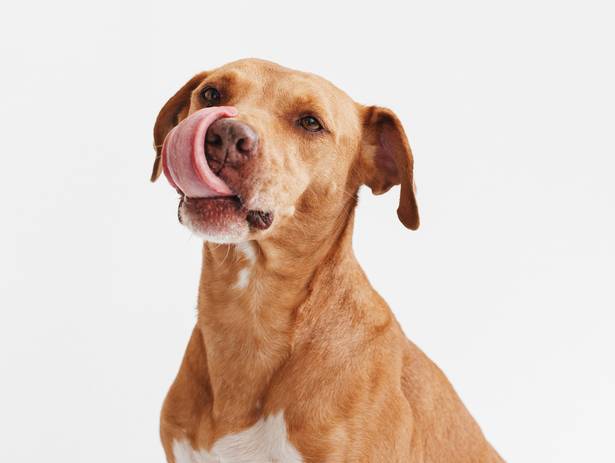 Estúdio de Estimação de Heitor e Clevs