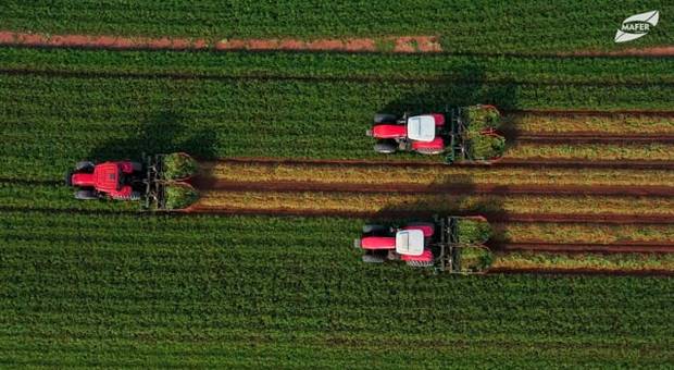 Agronegócio de Colheita do Amendoim | Safra 20-21