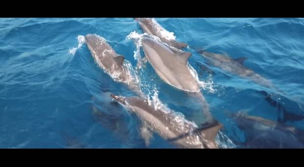 Filmes e Trailers de Jéssica & Erison