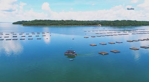 Institucionais de Institucional Qualyfish | Um filme que conecta marca, propósito e resultados