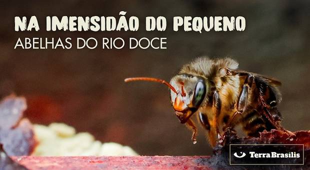 Curtas/Documentários de Na Imensidão do Pequeno