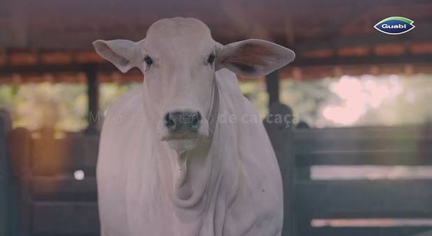 INSTITUCIONAL de EXPO ZEBU - GUABI