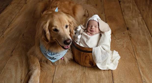 Newborn de Ensaio Newborn com Pet da família