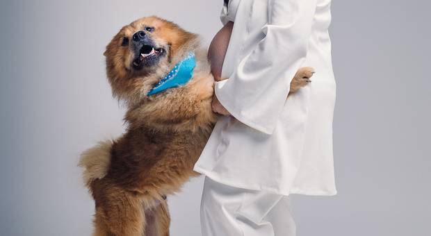 Gestantes de Ensaio de gestante com cachorro - Jaqueline e Família