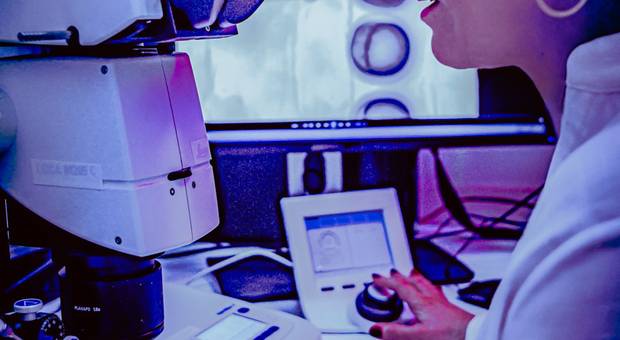 Ensaios fotograficos de Zebrafish projeto