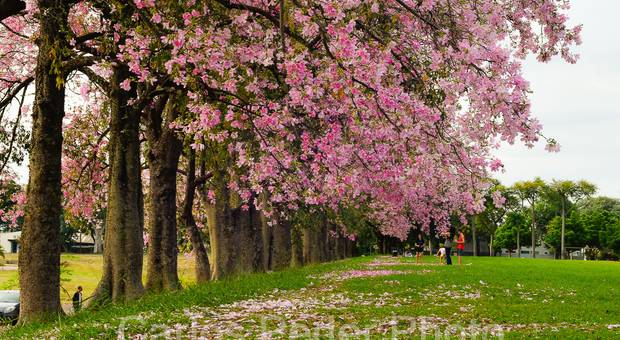 Ensaios fotograficos de Maringá Maringá