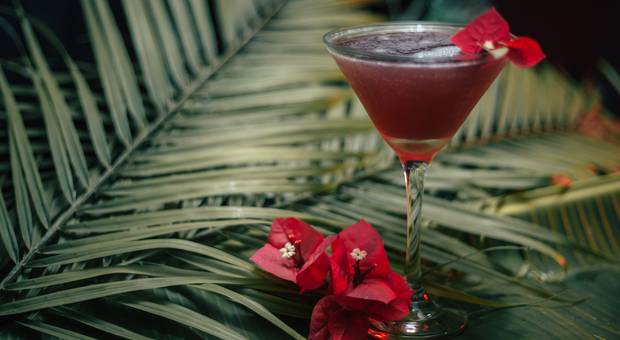 GASTRONOMIA de Jungle Bar - Drinks