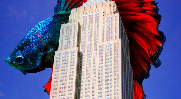 Arte digital de Some Fish, huh?