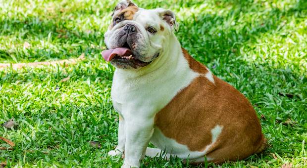 Pets de Manolo Bulldog