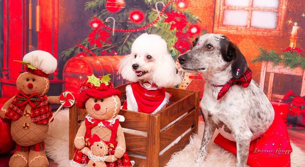 Natal de Natal em Família 