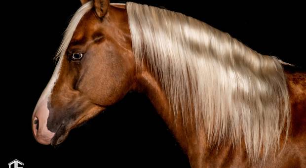 Ensaios de Book de animais.