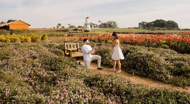 Pedido de casamento  de O pedido de casamento surpresa perfeito nas plantações de flores do Macena Flores em Holambra - Matheus e Daniela