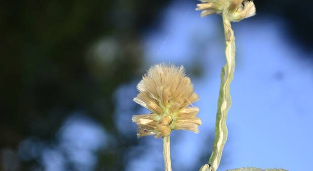 foto livre de flores