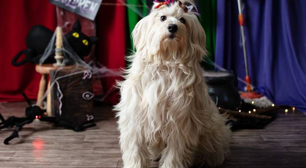 Ensaios Estúdio de AUbracadabra - Halloween 2022