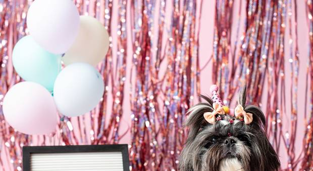 Eventos de Amora 10 anos | Ensaio Aniversário Pet