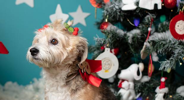 Ensaios Estúdio de Natal 2023 | Na Casinha do Snoopy