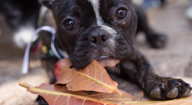 Eventos de Pet In Pub