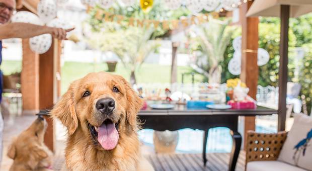 Eventos de AUniversário Goldens