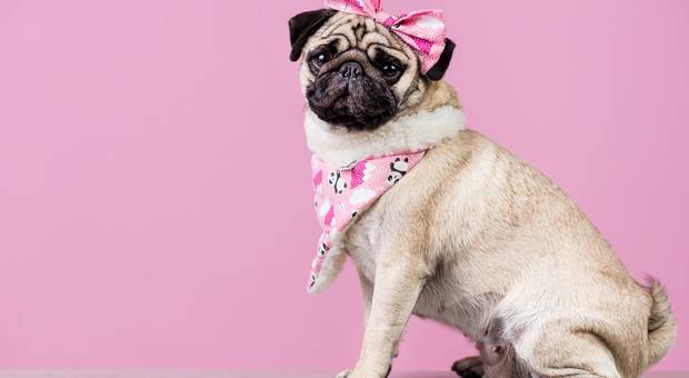 Eventos de Ensaio Pandora - Vencedora Concurso Melhor Pet da Quarentena