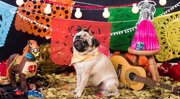 Ensaios Estúdio de Ensaio Halloween