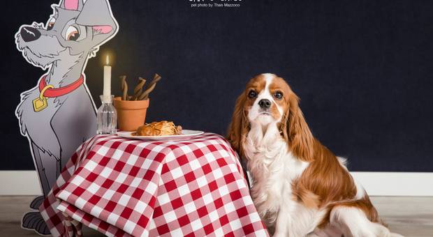 Ensaios Estúdio de A Dama e o Vagabundo